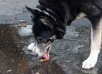 Leptospirosis