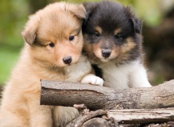 Orphaned Puppies and Kittens - Part 1