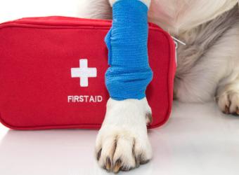Pet 911 - What You Need To Know