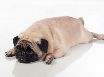 Hypothyroid in Dogs