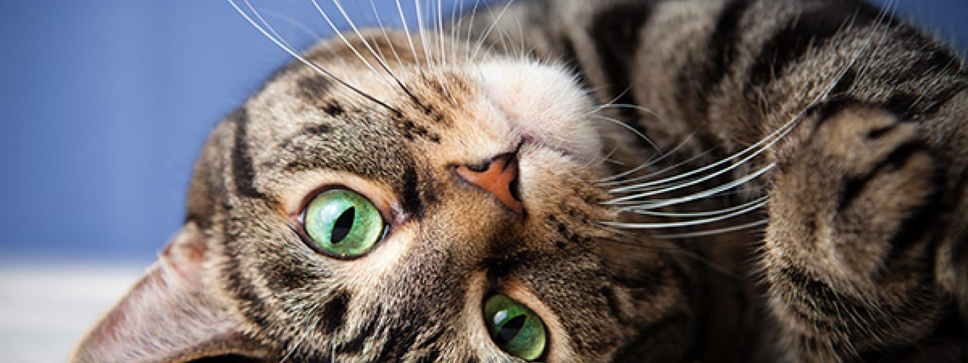 Brown Tabby Cat with green eyes, lying on a white surface with his head tilted, chin up