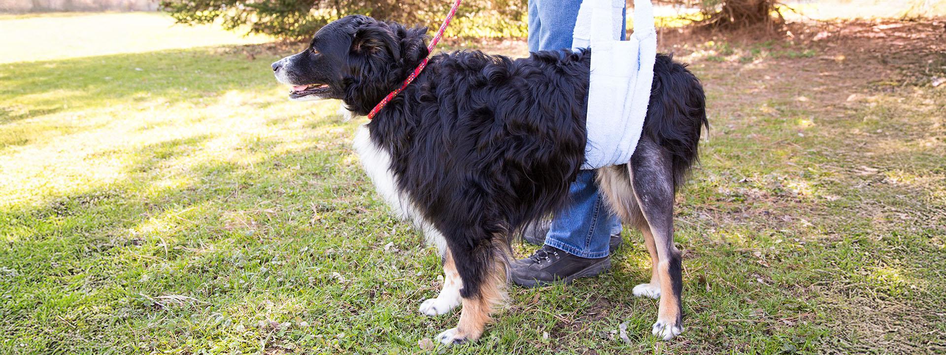 Black, white and tan dog in sling to support back end.