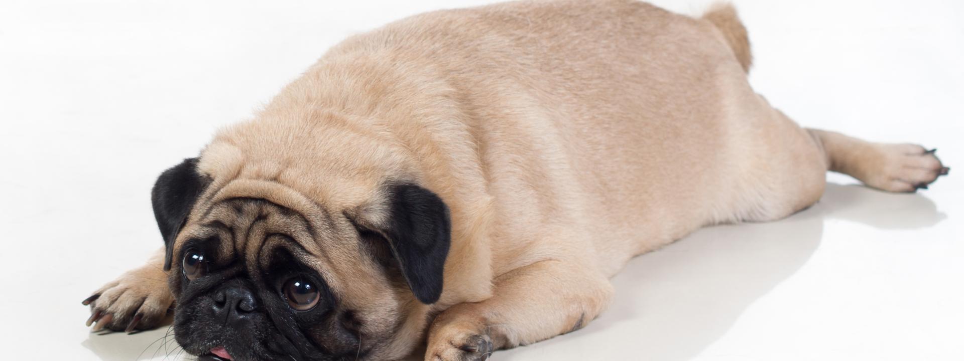 Overweight Pug laying on the floor.
