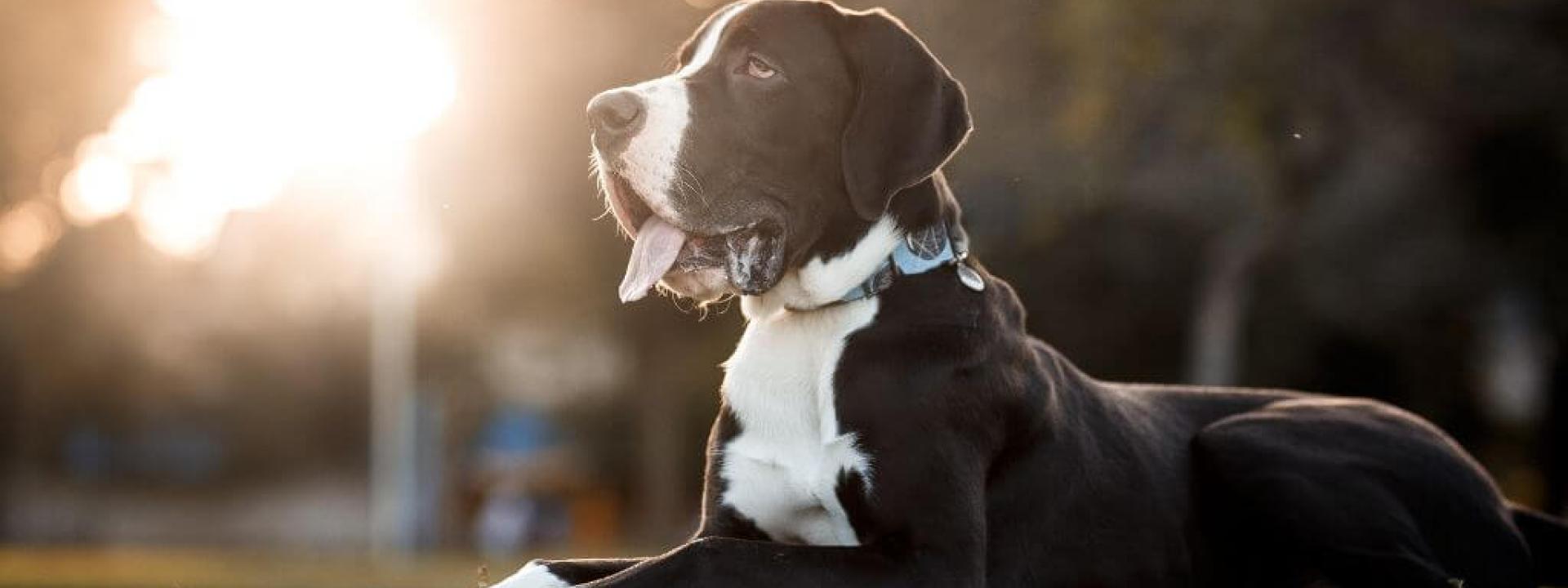 Great Danes are prone to bloat in dogs and can benefit from gastropexy surgery