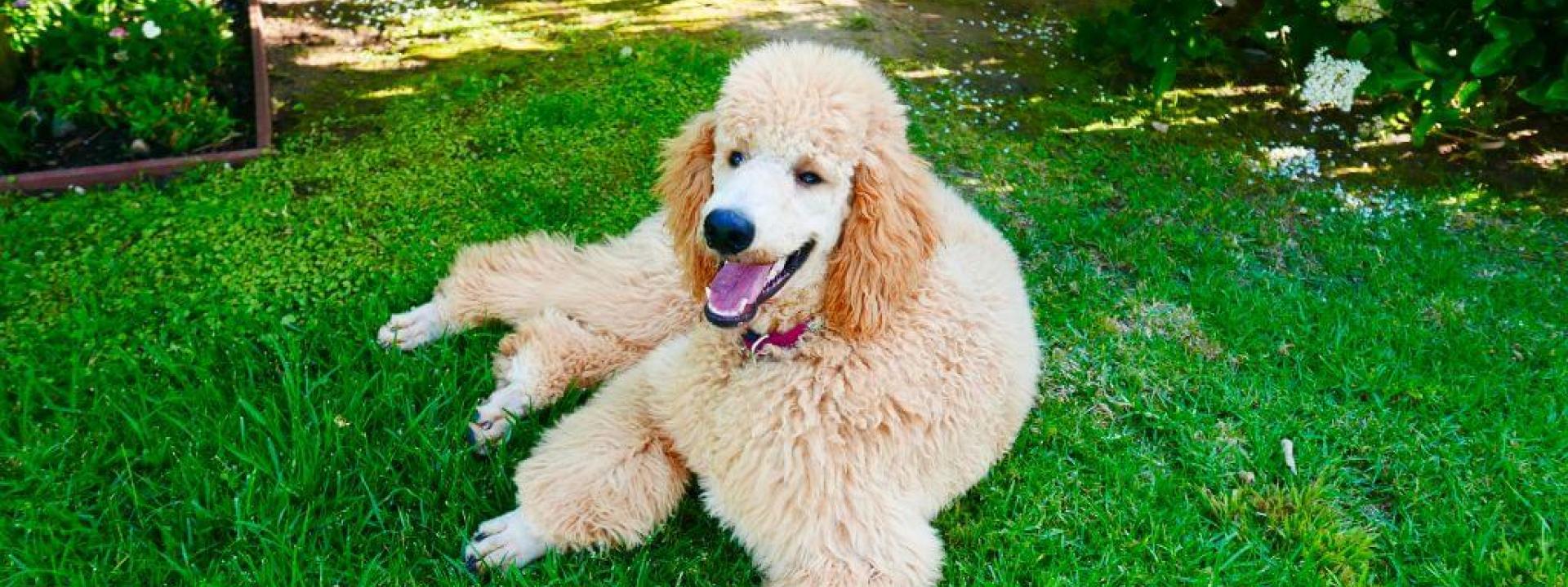 Standard Poodle outside in the grass, a breed that benefits from OFA Testing